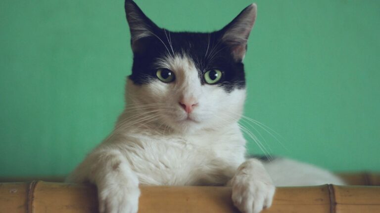 Životna Dob Mačke: Vrste Koje Žive Najkraće i Najdulje