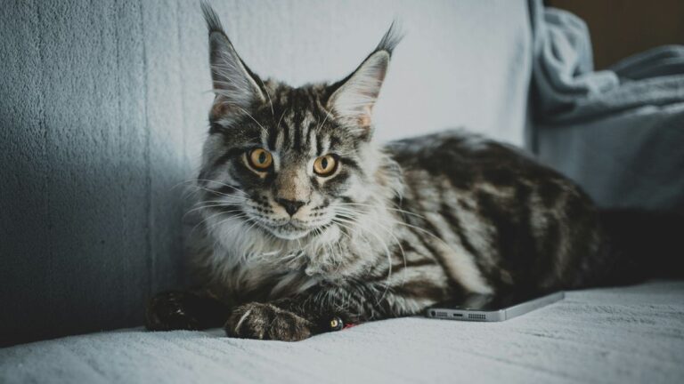 Maine Coon Mačka: Sve Što Trebate Znati