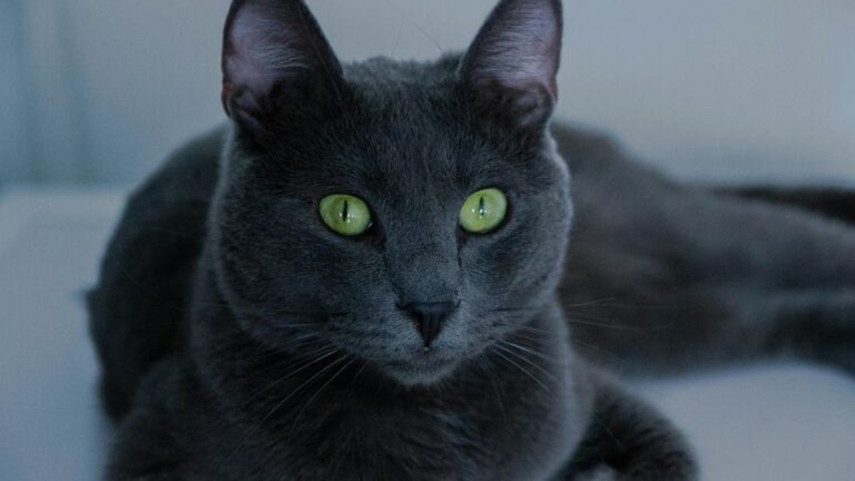 Ruska Plava Mačka: Sve Što Trebate Znati