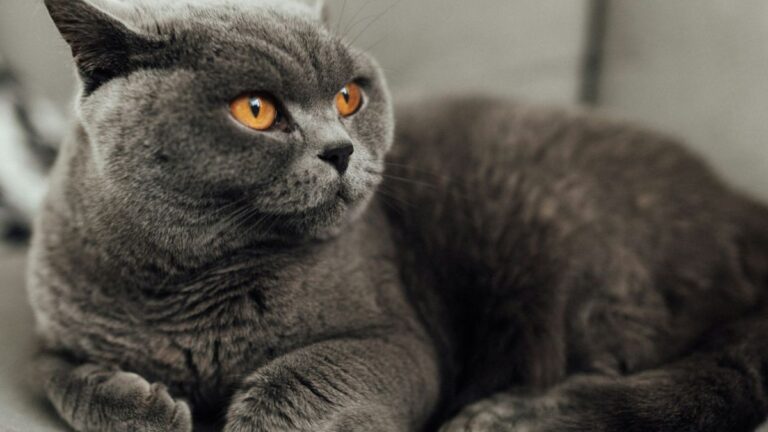 Britanska Kratkodlaka Mačka: Sve Što Trebate Znati